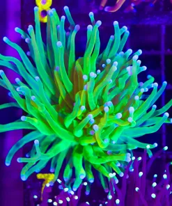 WysiwygHydra Torch Coral (C7)