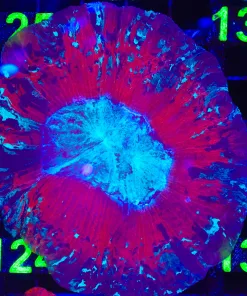 Wysiwyg Open Brain Coral (C124)