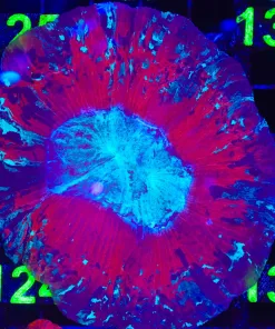 Wysiwyg Open Brain Coral (C124)