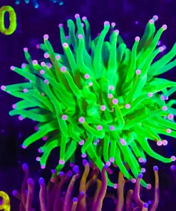 Wysiwyg Pink TIpped Torch (C9)