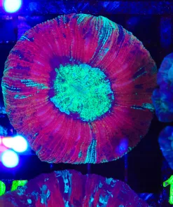 Wysiwyg Open Brain Coral (C125)