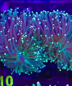 Forest Torch Coral Frag (C10)