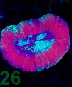 Wysiwyg Open Brain Coral (C126)