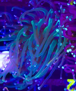 Wysiwyg Torch Coral (C11)