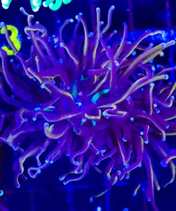 Wysiwyg Golden Torch Coral (C12)