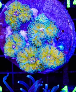 Wysiwyg Rock Covered With Yuma Coral (C132)