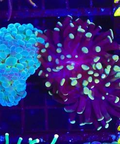 Wysiwyg 2 for 1 Hammer Coral Combo   (C14)