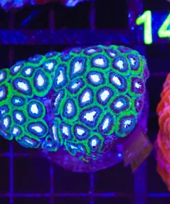 Wysiwyg Favia Coral (C134)