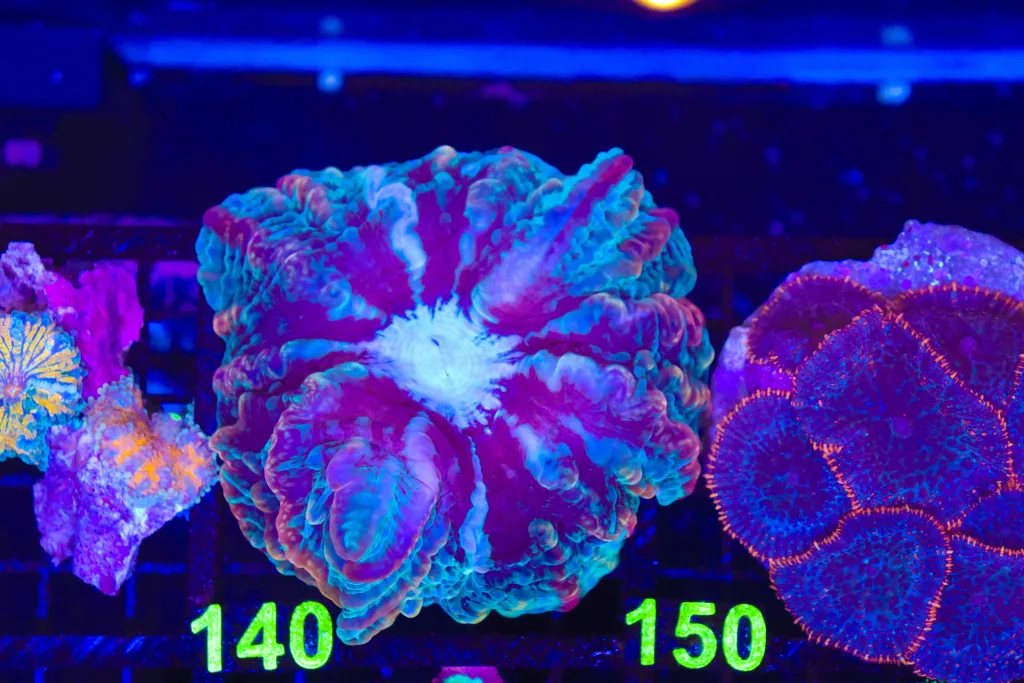Frag Box Corals