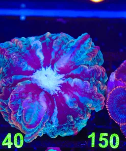 Wysiwyg Indophylia Coral (C140)