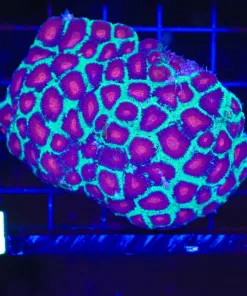 Wysiwyg Favia Coral (C141)