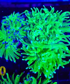 Electric Torch Coral Frag  (C20)