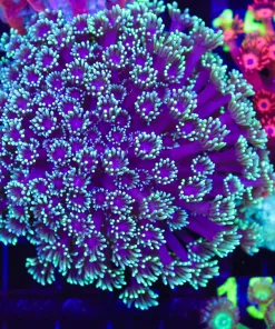 Wysiwyg Flowerpot Coral (C142)