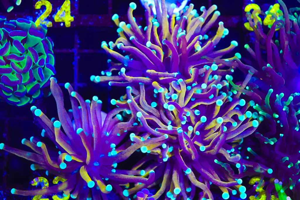 Frag Box Corals