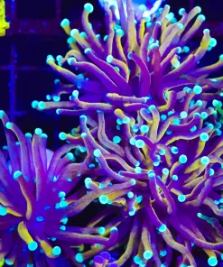 New York Knicks Torch Coral (C23)