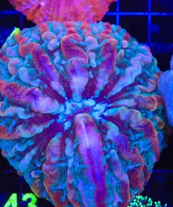 Wysiwyg Indophylia Coral (C143) *Free shipping no minimum livestock spend*