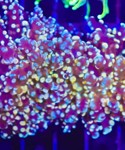 Golden Octospawn Coral (C24)