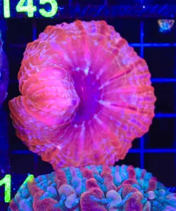 Wysiwyg Indophylia (C144)