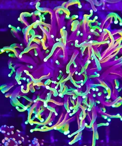 Wysiwyg Dragon Soul Torch Coral (C25)