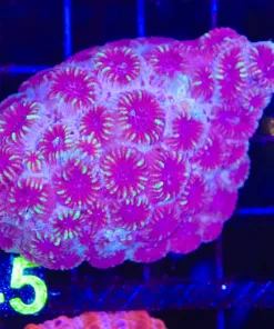 Wysiwyg Favia Coral Colony (C145)