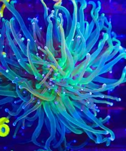 Wysiwyg Torch Coral (C26)