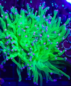 Wysiwyg 2 Headed Torch Coral (C32)