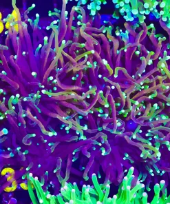 Prism Torch Coral 1 Head (C33)