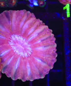 Wysiwyg Indophylia (C148- PIECE B)