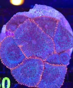 Wysiwyg Mushroom Rock Coral (C150)