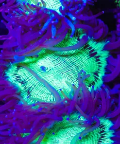 Wysiwyg Small Elegance Frag  (C37)