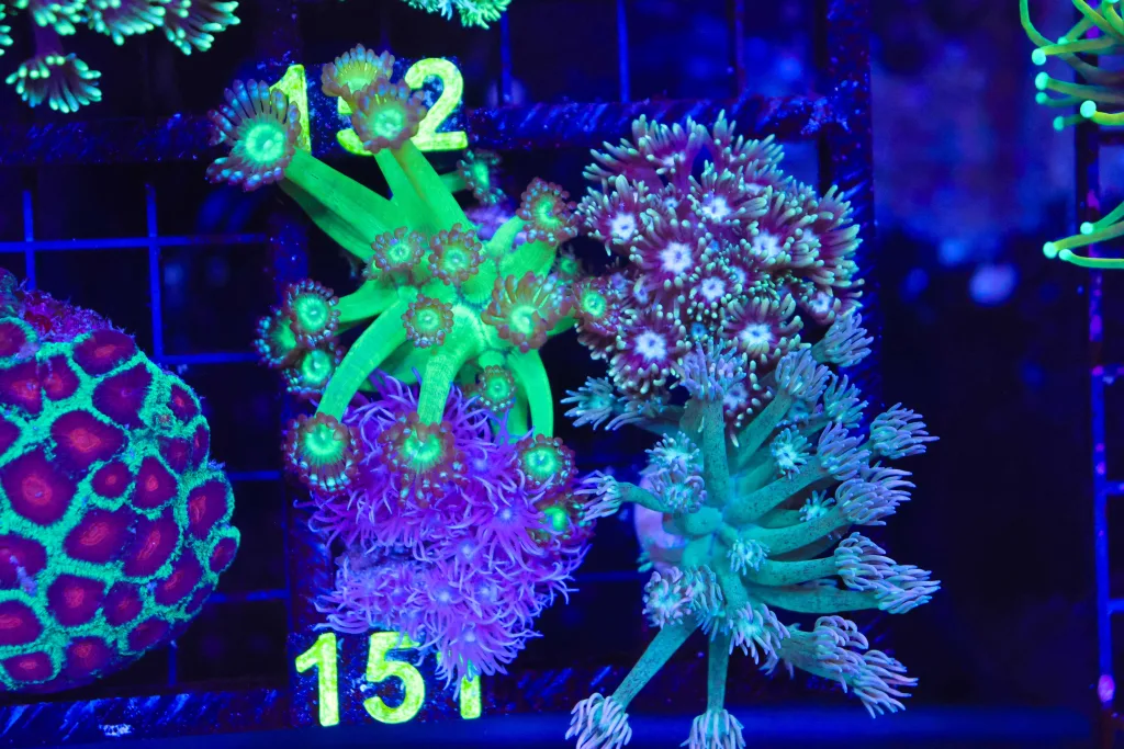 Frag Box Corals