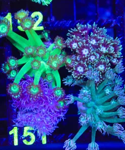 Wysiwyg 4 for 1 Flowerpot Combo Back (C151) **