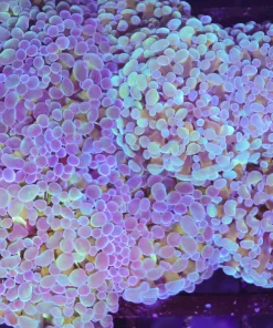 Branching Hammer Coral Frag (C38)