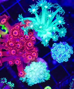 Wysiwyg 4 for 1 Flowerpot Combo Back (C152) **