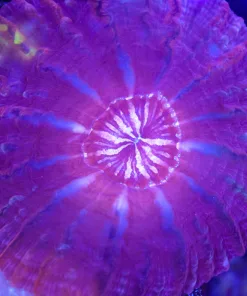 Wysiwyg Large Light Purple Cynarina Coral (C154)