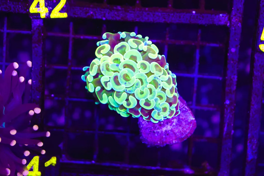 Frag Box Corals