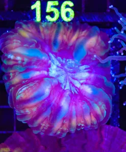 Wysiwyg Indophylia Coral (C155) *Free shipping no minimum livestock spend*