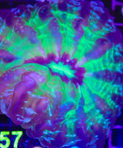 Wysiwyg Indophylia Colony (C157)