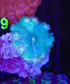 Wysiwyg Unique Yuma Coral (C158)