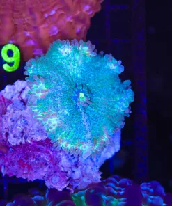 Wysiwyg Unique Jumbo Yuma Coral (C158)