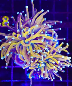 Wysiwyg Golden Torch Coral With White Tips (C47) *Free shipping - no minimum livestock spend*