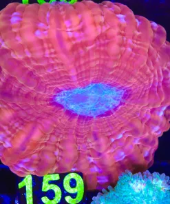 Wysiwyg Cynarina (C159)