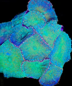 Wysiwyg Rock Covered In Rhodactis Mushrooms Coral  (C50)