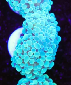 Icy Hammer Coral Frag (Row #86)