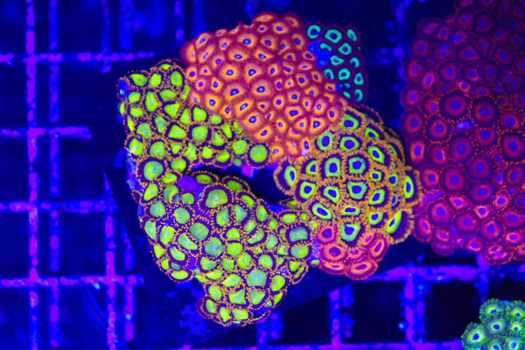 Frag Box Corals