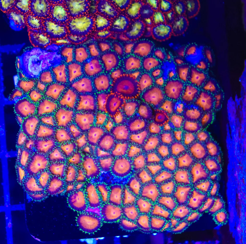Frag Box Corals