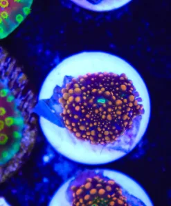 Small Black Widow Yuma Frag (Row #27:B)