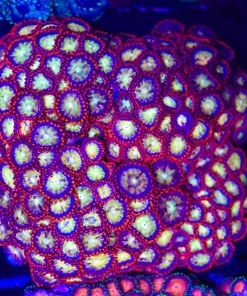 Wysiwyg Bright Ninja Star Zoanthid Coral Colony (C65) *Save $100!*
