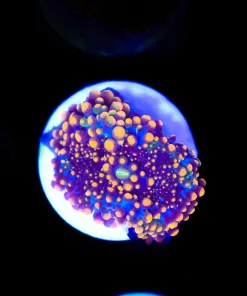 Black Widow Yuma (Row #91:B)