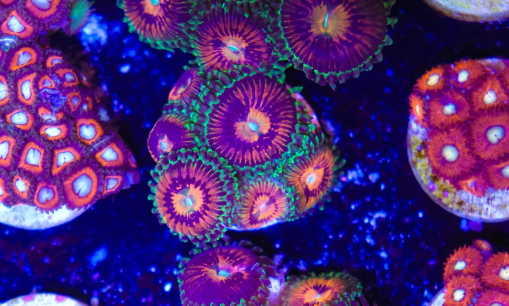 Frag Box Corals